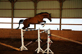 Dunhallow's Drama Queen - Free Jumping