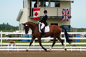Dunhallow's Drama Queen - Dressage