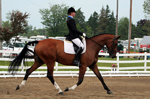 Dunhallow's Drama Queen - Dressage