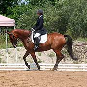 Shenanigans Canter